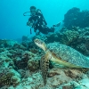 Billede af Certina DS Action 'Special Edition' Sea Turtle Conservancy Automatisk Blue Bicolor 300m safirglas 38mm